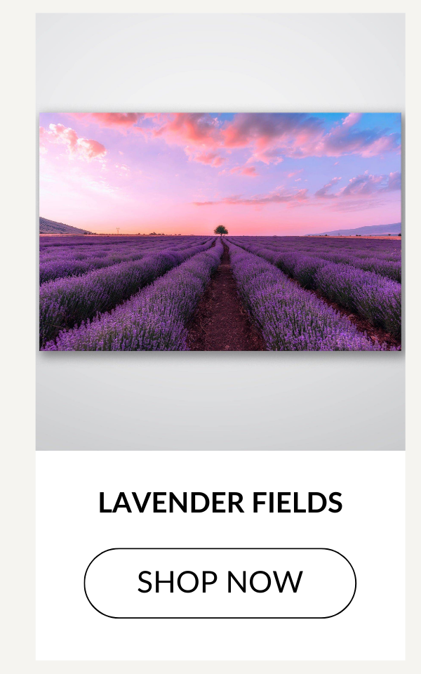 LAVENDER FIELDS - SHOP NOW >