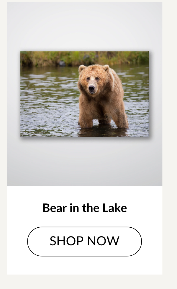 Bear in the Lake - Shop Now >