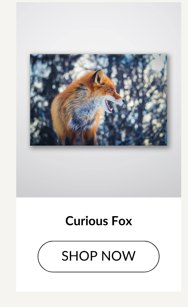 Curious Fox - Shop Now >
