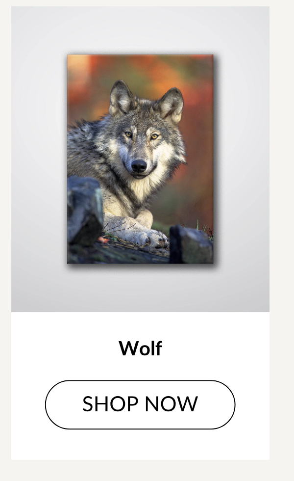 Wolf - Shop Now >