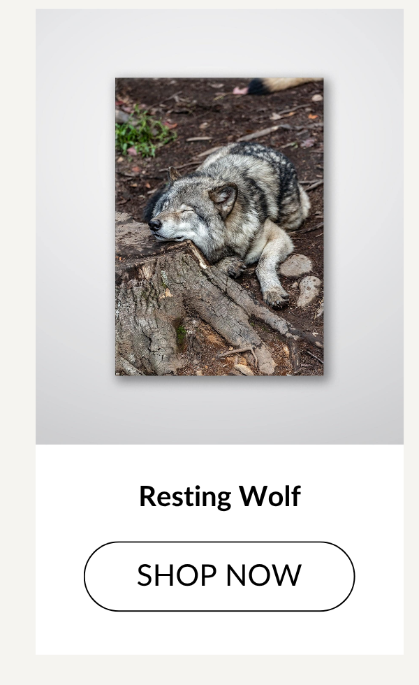 Resting Wolf - Shop Now >